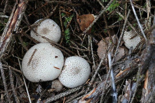 Dusky puffball, Lycoperdon nigrescens, wild fungus from Finland