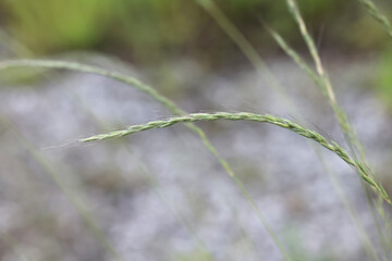 Bearded wheatgrass, Elymus caninus, also known as bearded couch, wlid plant from Finland - obrazy, fototapety, plakaty