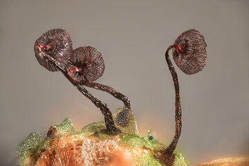 Cribraria cancellata, also known as Dictydium cancellatum, slime mold from Finland, microscope image