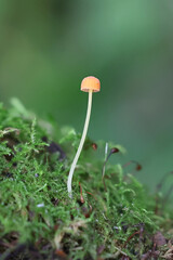 Orange bonnet, Mycena acicula, also known as coral spring Mycena, wild mushroom from Finland