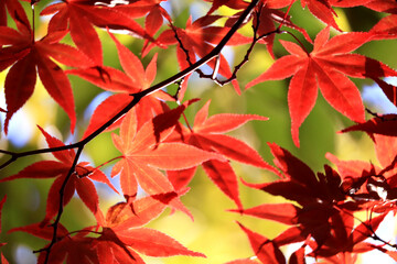 日本の秋の紅葉風景、美しい赤くなったもみじ