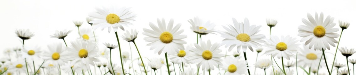 Naklejka premium White Daisy Field on Bright Day