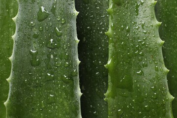 Fresh aloe vera leaves with water drops as background, top view