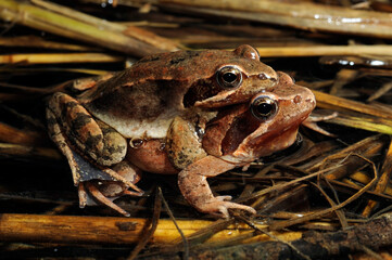 Italienischer Springfrosch im Amplexus - Paarungsgriff // Italian agile frog (Rana latastei) 