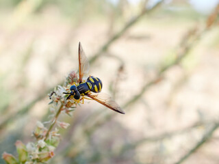 Pollinating fly on a flower. Hoverfly Chrysotoxum intermedium