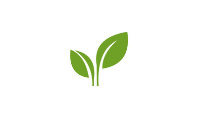 Fototapeta na wymiar green plant isolated on white