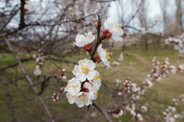 Rising straight up branch of blossoming apricot tree in March