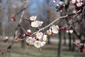 Thin branch of apricot tree with white flowers in March