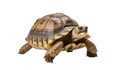 tortoise isolated on a transparent background