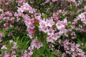 Multiplicity of pink flowers of Weigela florida in mid May