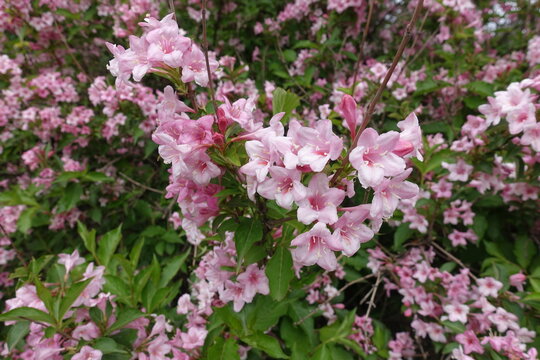 Multiplicity of pink flowers of Weigela florida in mid May