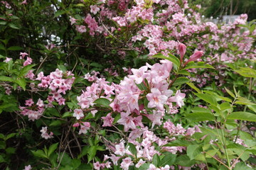Obraz premium Multitude of pink flowers of Weigela florida in mid May