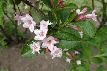 Pale pink flowers of Weigela florida in mid May