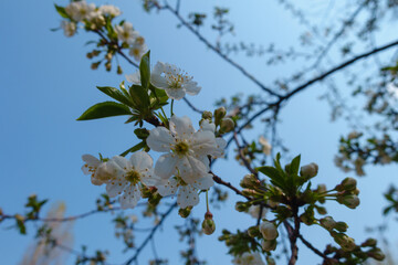 Cloudless blue sky and branch of blossoming cherry tree in April