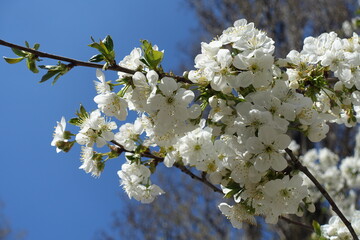 Unclouded blue sky and flowers of cherry tree in April