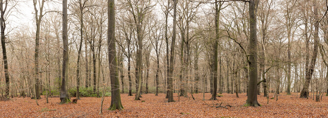 daylight landscape image of a wood in winter. Leaves have fallen from the trees but are still on the floor.