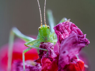 Nymphe der Gemeinen Sichelschrecke (Phaneroptera falcata)