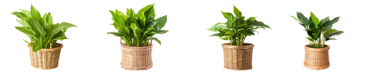 Deurstickers isolated potted plant © pizzza