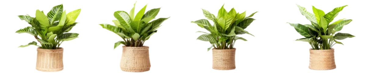 Foto op Plexiglas isolated potted plant © pizzza