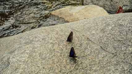 butterfly on rocks. a butterfly basks on a stone on a sunny autumn day