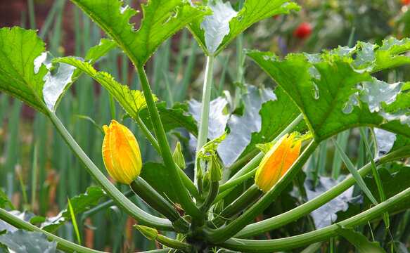 Zucchinipflanze mit Fr&uuml;chten und Bl&uuml;ten