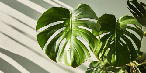 Close-up of big leaves of Monstera deliciosa palm in bright lit against green wall Monstera deliciosa houseplant in bright sunlight