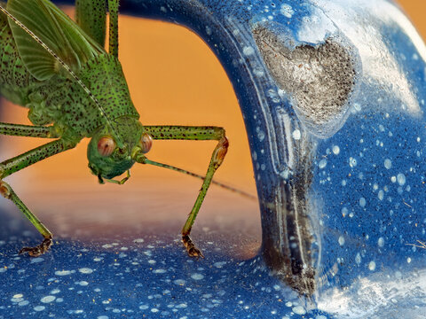 Gemeine Sichelschrecke (Phaneroptera falcata) sitzt auf einer Kaffeekanne