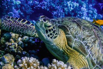 relaxed sea turtle lying on corals from the reef in blue water in egypt detail