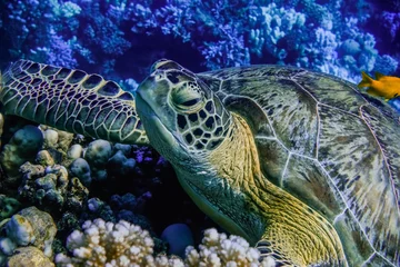  relaxed sea turtle lying on corals from the reef in blue water in egypt detail © thomaseder