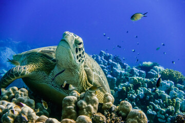 sea turtle lying on corals from the reef and looking up to the camera