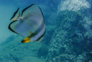 single orbicular batfish swimming in clear seawater in the red sea