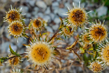 thistle flowers in the summer during hiking detail view