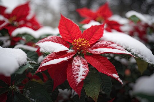 A red Poinsettia covered with snow