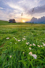 Golden sunrise bathes Alpe di Siusi, illuminating vast alpine meadows and distant peaks in breathtaking hues. A picturesque moment in the Dolomites