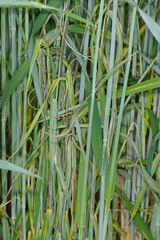 Obraz premium Roggenstängelbrand, Urocystis occulta, Winterroggenbestand. Befallssymptome an Ähre und am Ährenstängel