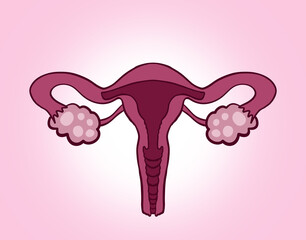 Female reproductive system on pink gradient background, illustration
