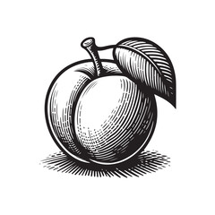hand drawn illustration of apricot