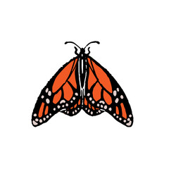 Danaus Plexippus, milkweed or monarch butterfly. Red flying bug with patterned wings. Lepidoptera insect. Exotic nature, fauna. Flat isolated hand drawn vector illustration on white background