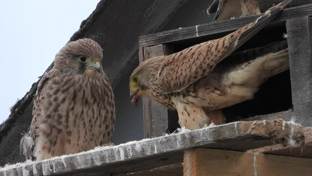 Turmfalke (Falco tinnunculus)  