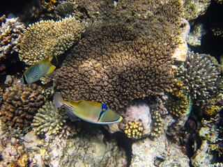 Rhinecanthus assasi in the expanses of the coral reef of the Red Sea