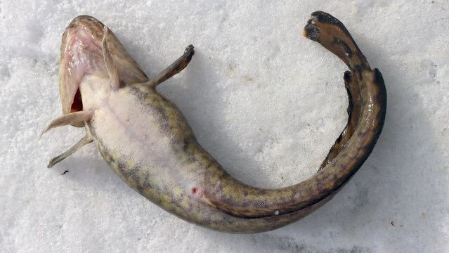 Ice fishing. Fishing Eelpout (Lota lota) in late winter on the northern rivers. Fishing line for bottom fishing (leger rig). A burbot caught in a thaw is a close-up on thawed ice