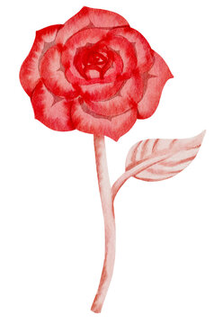 watercolor red rose