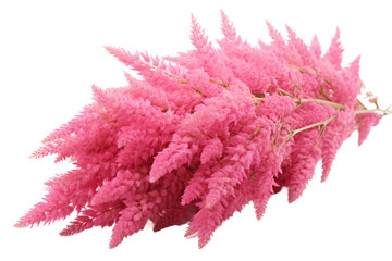 Astilbe Blossom Isolated on Transparent Background. Ai