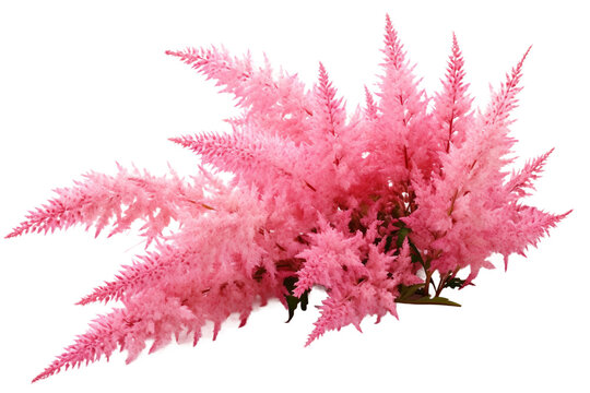 Astilbe Blossom Isolated on Transparent Background. Ai