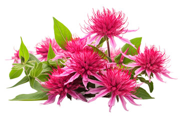 Bee Balm Isolated on Transparent Background. Ai