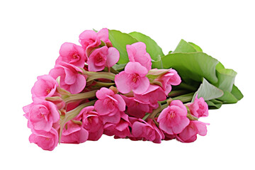Bergenia Blossoms Isolated on Transparent Background. Ai