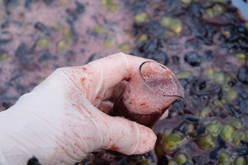 A beaker with grape juice in the hand of a winemaker. Squeezed grapes background.