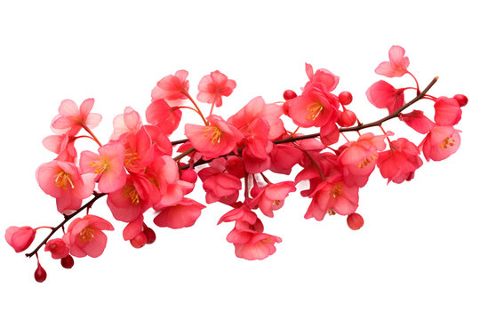Coral Bells Isolated on Transparent Background. Ai