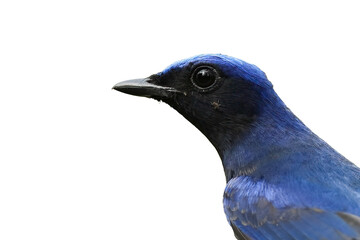 close up head of Blue-and-white Flycatcher bird isolated on white background. This has clipping path.  
