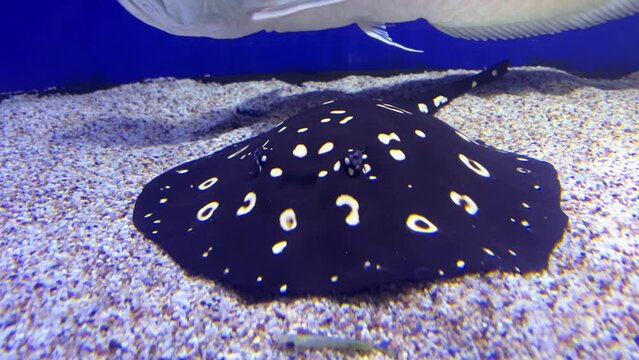 Black diamond stingray Potamotrygon leopoldi. White-blotched river stingray